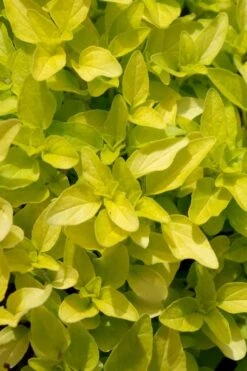 Golden Oregano - 6 Pack Of Pint Pots -Cheap Plants Store origanum vulgare aurea golden oregano 10