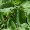 True Greek Oregano - 6 Pack Of Pint Pots 2 True Greek Oregano - 6 Pack Of Pint Pots -Cheap Plants Store origanum vulgare hirtum true greek oregano 1