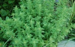 True Greek Oregano - 6 Pack Of Pint Pots -Cheap Plants Store origanum vulgare hirtum true greek oregano 2