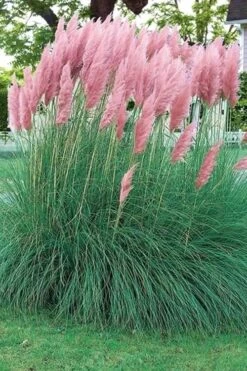 Pink Pampas Grass - 6 Pack Of 1 Gallon Pots -Cheap Plants Store pampas grass pink 5 2