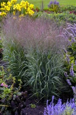 Prairie Winds Apache Rose Switchgrass (Panicum) - 1 Gallon Pot -Cheap Plants Store panicum virgatum apache rose switch grass 2