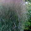 Prairie Winds Apache Rose Switchgrass (Panicum) - 1 Gallon Pot -Cheap Plants Store panicum virgatum apache rose switch grass 3