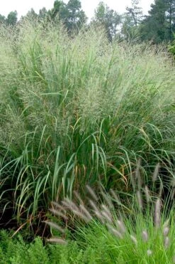 Cloud Nine Switch Grass (Panicum Virgatum) - 6 Pack Of 1 Gallon Pots -Cheap Plants Store panicum virgatum cloud nine switch grass 2