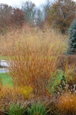 Cloud Nine Switch Grass (Panicum Virgatum) - 6 Pack Of 1 Gallon Pots -Cheap Plants Store panicum virgatum cloud nine switch grass 3