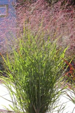 Tall Switch Grass (Panicum Virgatum) - 8 Pack Of 1 Gallon Pots 12 Tall Switch Grass (Panicum Virgatum) - 8 Pack Of 1 Gallon Pots -Cheap Plants Store panicum virgatum switch grass 2 1