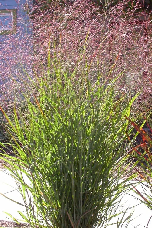Tall Switch Grass (Panicum Virgatum) - 8 Pack Of 1 Gallon Pots 6 Tall Switch Grass (Panicum Virgatum) - 8 Pack Of 1 Gallon Pots - Image 4