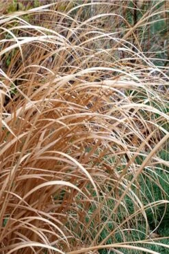 Tall Switch Grass (Panicum Virgatum) - 8 Pack Of 1 Gallon Pots 14 Tall Switch Grass (Panicum Virgatum) - 8 Pack Of 1 Gallon Pots -Cheap Plants Store panicum virgatum switch grass 3
