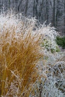 Tall Switch Grass (Panicum Virgatum) - 8 Pack Of 1 Gallon Pots 15 Tall Switch Grass (Panicum Virgatum) - 8 Pack Of 1 Gallon Pots -Cheap Plants Store panicum virgatum switch grass 6