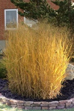 Tall Switch Grass (Panicum Virgatum) - 8 Pack Of 1 Gallon Pots 13 Tall Switch Grass (Panicum Virgatum) - 8 Pack Of 1 Gallon Pots -Cheap Plants Store panicum virgatum tall switch grass 10 1