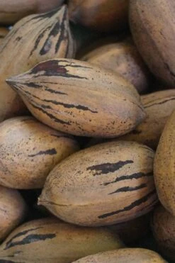 Lakota Pecan Tree - 5 Gallon Pot