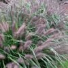 Black Fountain Grass - Pennisetum Alopecuroides 'Moudry' - 3 Gallon Pot -Cheap Plants Store pennisetum alopecuroides moudry black fountain grass 10 1