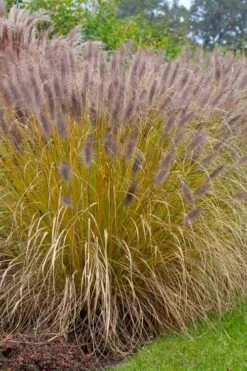 Black Fountain Grass - Pennisetum Alopecuroides 'Moudry' - 3 Gallon Pot -Cheap Plants Store pennisetum alopecuroides moudry black fountain grass 11 1