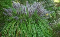 Black Fountain Grass - Pennisetum Alopecuroides 'Moudry' - 3 Gallon Pot -Cheap Plants Store pennisetum alopecuroides moudry black fountain grass 13 1