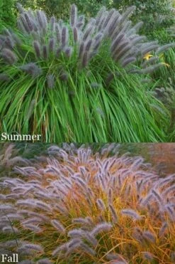 Black Fountain Grass (Pennisetum Alopecuroides 'Moudry') - 1 Gallon Pot -Cheap Plants Store pennisetum alopecuroides moudry black fountain grass 15