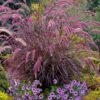 Purple Fountain Grass (Pennisetum Rubrum) - 1 Gallon Pot 1 Purple Fountain Grass (Pennisetum Rubrum) - 1 Gallon Pot -Cheap Plants Store pennisetum rubrum purple fountain grass 103