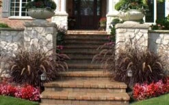 Purple Fountain Grass (Pennisetum Rubrum) - 1 Gallon Pot -Cheap Plants Store pennisetum rubrum purple fountain grass 104