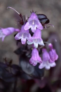 Midnight Masquerade Penstemon (Beardtongue) - 1 Gallon Pot 11 Midnight Masquerade Penstemon (Beardtongue) - 1 Gallon Pot -Cheap Plants Store penstemon midnight masquerade 1