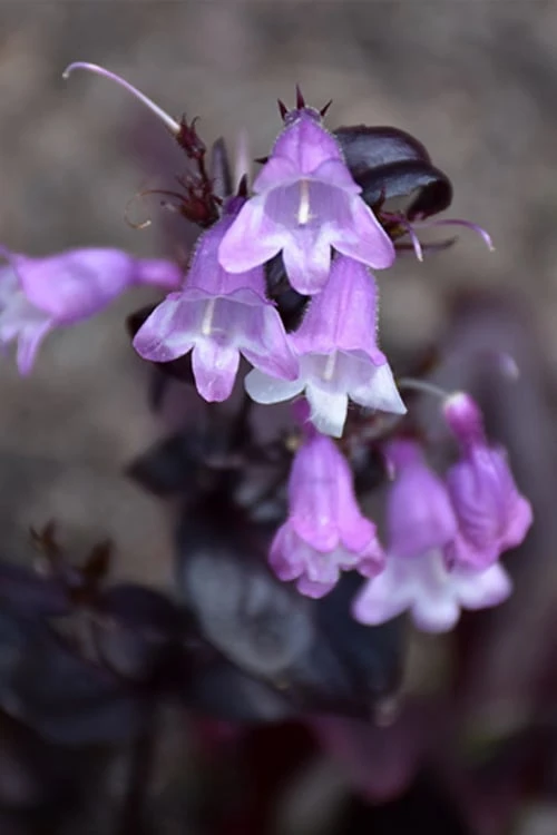 Midnight Masquerade Penstemon (Beardtongue) - 1 Gallon Pot 6 Midnight Masquerade Penstemon (Beardtongue) - 1 Gallon Pot - Image 4