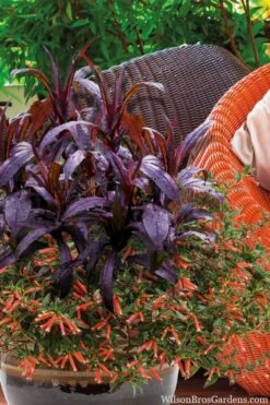 Midnight Masquerade Penstemon (Beardtongue) - 1 Gallon Pot 12 Midnight Masquerade Penstemon (Beardtongue) - 1 Gallon Pot -Cheap Plants Store penstemon midnight masquerade 4