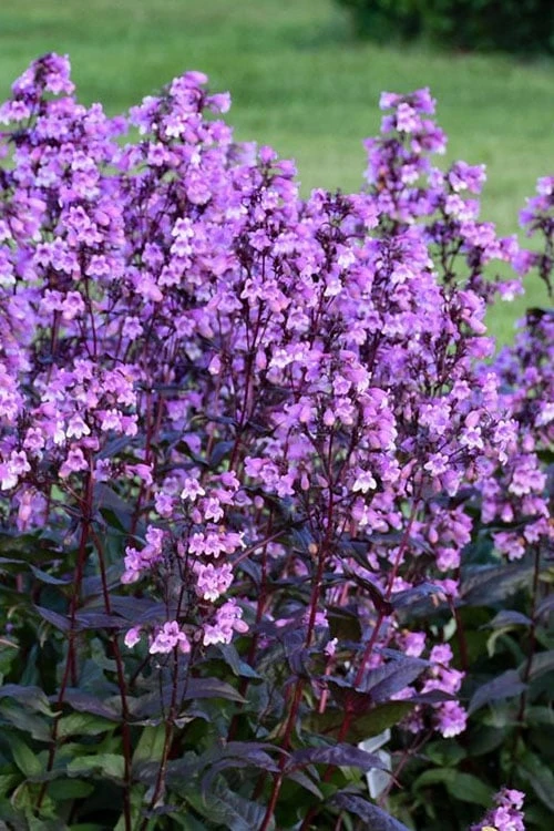 Midnight Masquerade Penstemon (Beardtongue) - 1 Gallon Pot 3 Midnight Masquerade Penstemon (Beardtongue) - 1 Gallon Pot