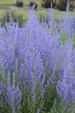 Blue Jean Baby Russian Sage (Perovskia) - 1 Gallon Pot 13 Blue Jean Baby Russian Sage (Perovskia) - 1 Gallon Pot -Cheap Plants Store perovskia atriplicifolia blue jean baby russian sage 1