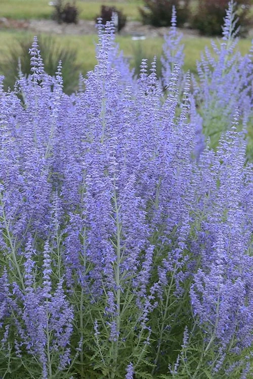 Blue Jean Baby Russian Sage (Perovskia) - 1 Gallon Pot 8 Blue Jean Baby Russian Sage (Perovskia) - 1 Gallon Pot - Image 6