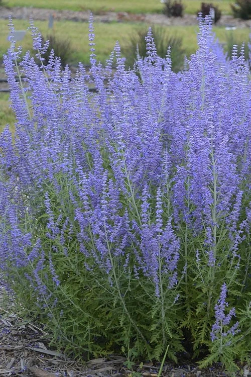 Blue Jean Baby Russian Sage (Perovskia) - 1 Gallon Pot 3 Blue Jean Baby Russian Sage (Perovskia) - 1 Gallon Pot
