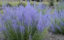 Blue Jean Baby Russian Sage (Perovskia) - 1 Gallon Pot 11 Blue Jean Baby Russian Sage (Perovskia) - 1 Gallon Pot -Cheap Plants Store perovskia atriplicifolia blue jean baby russian sage 3