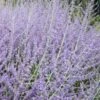 Russian Sage (Perovskia Atriplicifolia) - 1 Gallon Pot -Cheap Plants Store perovskia atriplicifolia russian sage 4