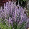 Sage Advice Russian Sage - 1 Gallon -Cheap Plants Store perovskia sage advice russian sage 105