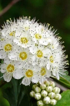 Atlantic Ninebark (Physocarpus Opulifolius) - 1 Gallon Pot -Cheap Plants Store physocarpus opulifolius atlantic ninebark 2