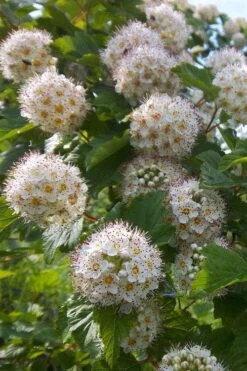 Atlantic Ninebark (Physocarpus Opulifolius) - 1 Gallon Pot -Cheap Plants Store physocarpus opulifolius atlantic ninebark 3