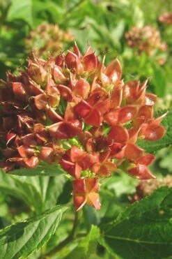 Atlantic Ninebark (Physocarpus Opulifolius) - 1 Gallon Pot -Cheap Plants Store physocarpus opulifolius atlantic ninebark 5