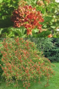 Atlantic Ninebark (Physocarpus Opulifolius) - 1 Gallon Pot -Cheap Plants Store physocarpus opulifolius atlantic ninebark 6