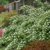 Atlantic Ninebark (Physocarpus Opulifolius) - 1 Gallon Pot -Cheap Plants Store physocarpus opulifolius atlantic ninebark 7