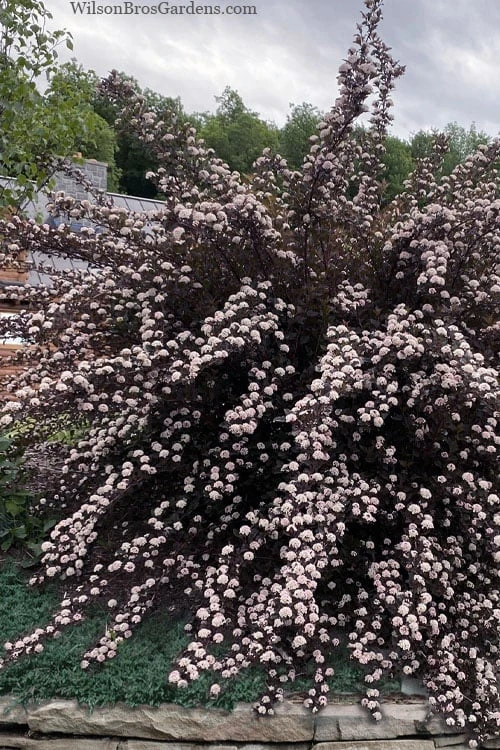 Summer Wine Ninebark (Physocarpus) - 3 Gallon Pot 3 Summer Wine Ninebark (Physocarpus) - 3 Gallon Pot