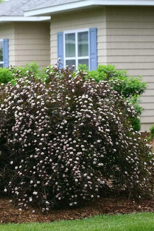 Summer Wine Ninebark (Physocarpus) - 3 Gallon Pot 8 Summer Wine Ninebark (Physocarpus) - 3 Gallon Pot - Image 6