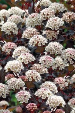 Summer Wine Ninebark (Physocarpus) - 3 Gallon Pot 18 Summer Wine Ninebark (Physocarpus) - 3 Gallon Pot -Cheap Plants Store physocarpus summer wine ninebark 4