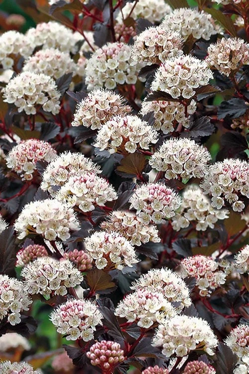 Summer Wine Ninebark (Physocarpus) - 3 Gallon Pot 10 Summer Wine Ninebark (Physocarpus) - 3 Gallon Pot - Image 8
