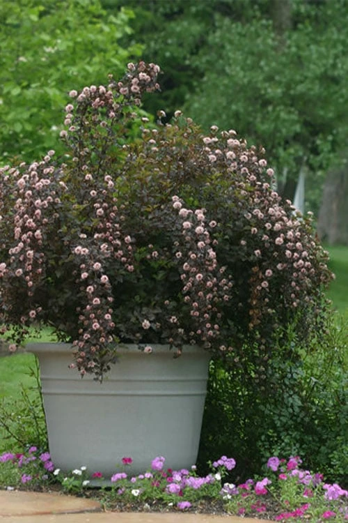 Summer Wine Ninebark (Physocarpus) - 3 Gallon Pot 6 Summer Wine Ninebark (Physocarpus) - 3 Gallon Pot - Image 4