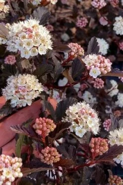 Summer Wine Ninebark (Physocarpus) - 3 Gallon Pot 15 Summer Wine Ninebark (Physocarpus) - 3 Gallon Pot -Cheap Plants Store physocarpus summer wine ninebark 6