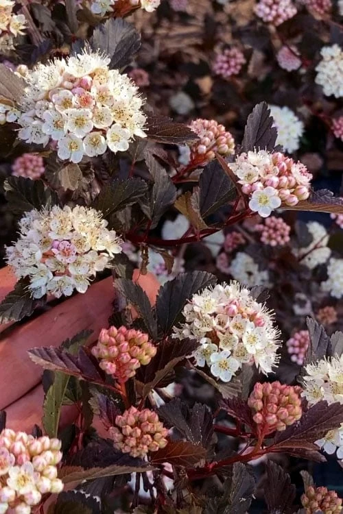 Summer Wine Ninebark (Physocarpus) - 3 Gallon Pot 7 Summer Wine Ninebark (Physocarpus) - 3 Gallon Pot - Image 5