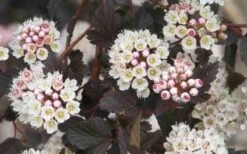 Summer Wine Ninebark (Physocarpus) - 3 Gallon Pot 17 Summer Wine Ninebark (Physocarpus) - 3 Gallon Pot -Cheap Plants Store physocarpus summer wine ninebark 7