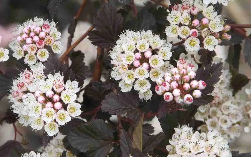 Summer Wine Ninebark (Physocarpus) - 3 Gallon Pot 9 Summer Wine Ninebark (Physocarpus) - 3 Gallon Pot - Image 7