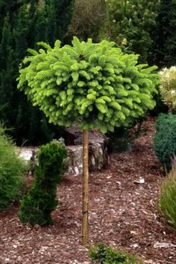 Little Gem Dwarf Norway Spruce Tree (Single Trunk) - 2 Gallon Pot -Cheap Plants Store picea abies little gem dwarf norway spruce tree 1