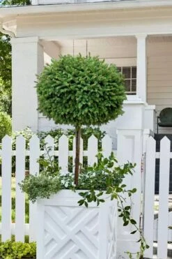 Little Gem Dwarf Norway Spruce Tree (Single Trunk) - 2 Gallon Pot -Cheap Plants Store picea abies little gem dwarf norway spruce tree 5