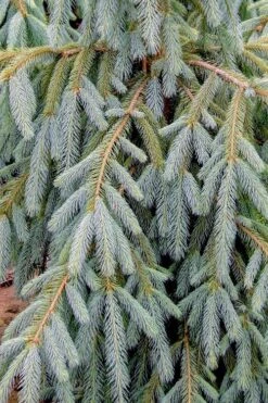 Bush's Lace Engelmann Spruce (Picea Engelmannii) - 1 Gallon Pot -Cheap Plants Store picea engelmannii bushs lace engelmann spruce 10