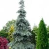 Bush's Lace Engelmann Spruce (Picea Engelmannii) - 1 Gallon Pot -Cheap Plants Store picea engelmannii bushs lace engelmann spruce 11