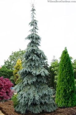 Bush's Lace Engelmann Spruce (Picea Engelmannii) - 1 Gallon Pot