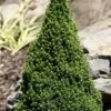 Pixie Miniature Dwarf Alberta Spruce - Quart Pot 1 Pixie Miniature Dwarf Alberta Spruce - Quart Pot -Cheap Plants Store picea glauca pixie dwarf alberta spruce 2